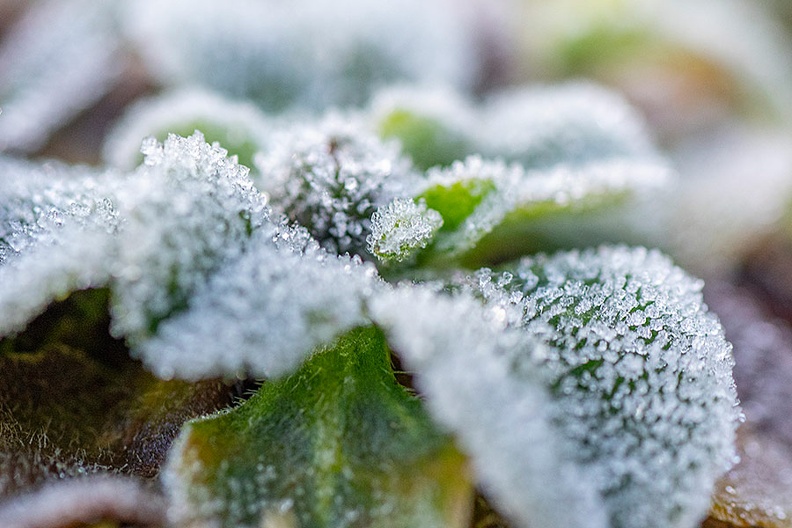 Plant_1.jpg