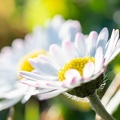 Plant 3