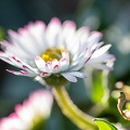 Plant 2