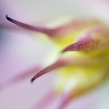 Plant 8