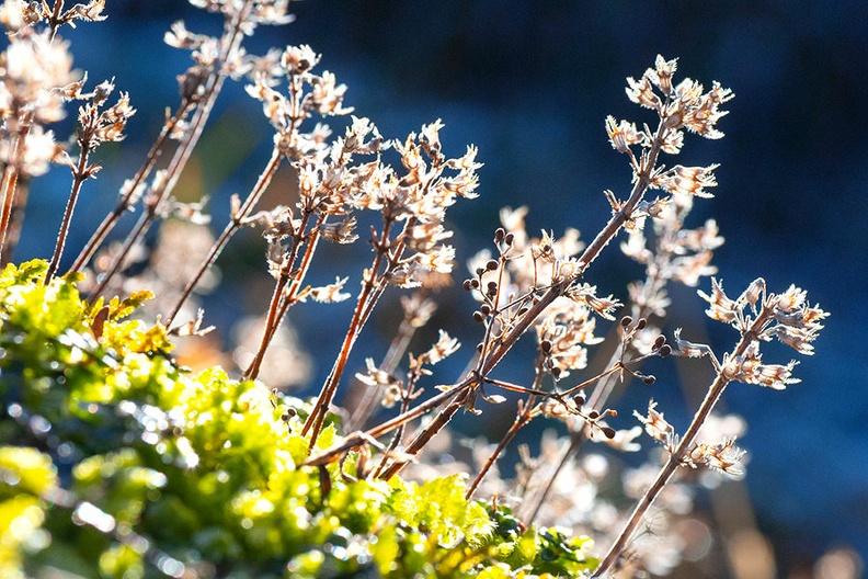 Plant_6.jpg